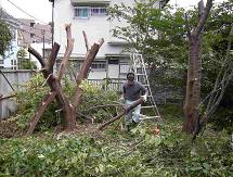 庭木伐採・草刈りを承ります。/ 横浜市　南区